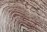 Polished, Neoproterozoic Stromatolite (Conophyton) - Morocco #276118-1